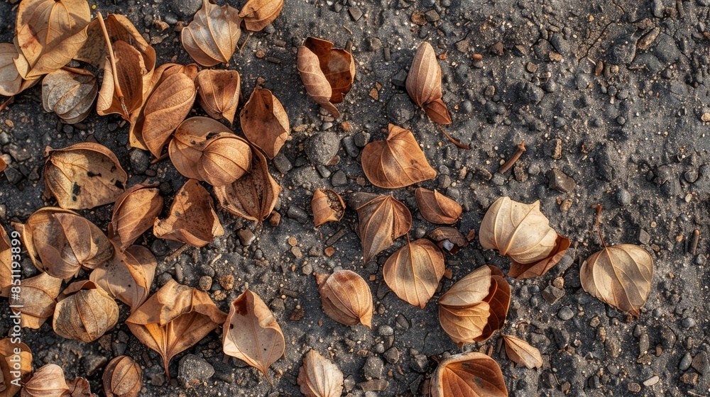 Dry seed pods from the Koelreuteria paniculata tree scattered on the ground Dry seed pods from the Koelreuteria paniculata tree scattered on the ground