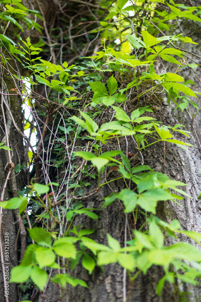 Fototapeta premium Vibrant Green Ivy on Tree Trunk