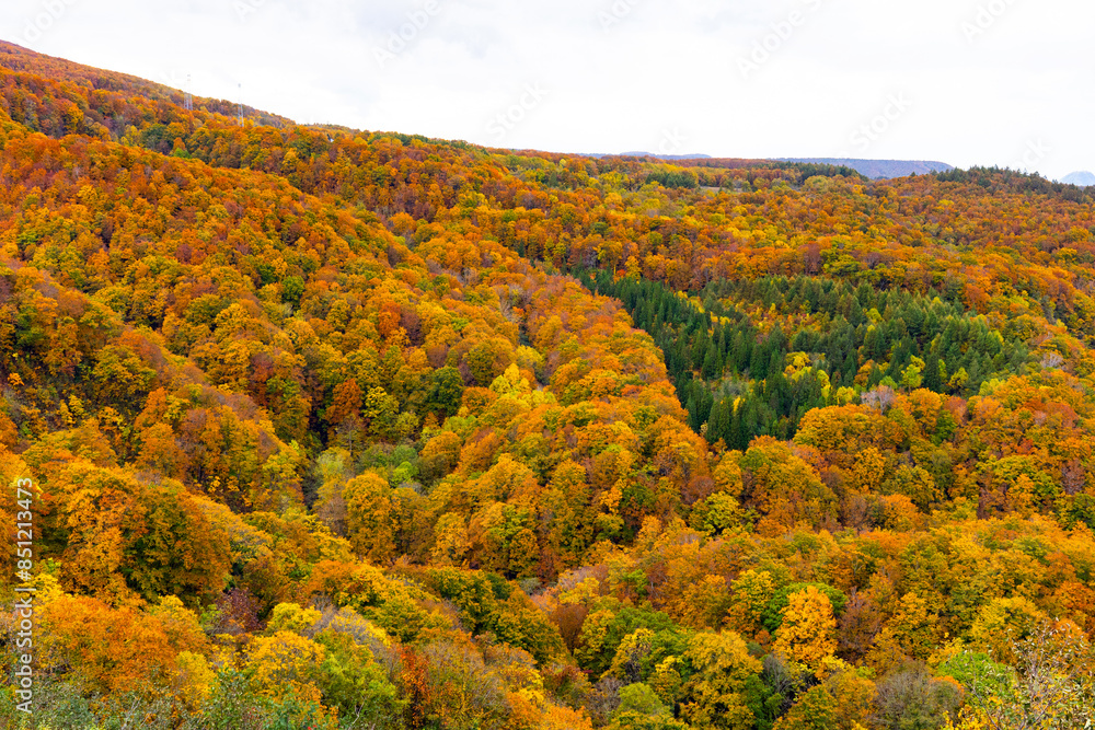 Beautiful autumn trees on the Shirakami mountainous in Aomori Tohoku Japan, the Jogakura location near Jogakura bridge Beautiful autumn trees on the Shirakami mountainous in Aomori Tohoku Japan, the Jogakura location near Jogakura bridge