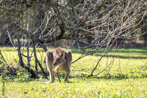 kangaroo on the grass