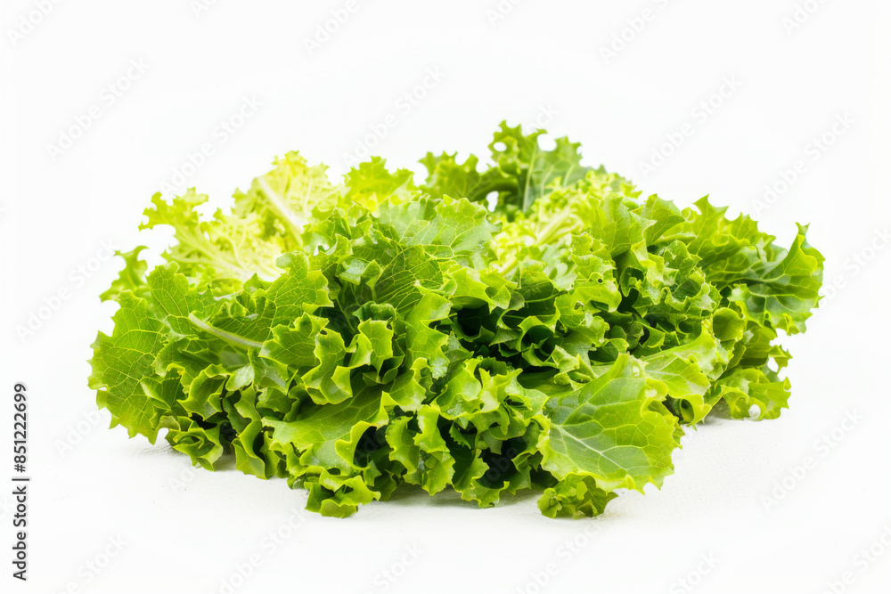 fresh lettuce isolated on white background fresh lettuce isolated on white background