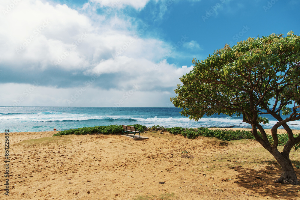 A beach with a tree in the foreground and the ocean in the background A beach with a tree in the foreground and the ocean in the background