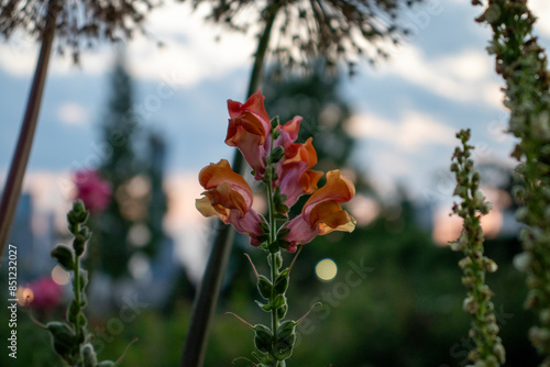 flower in the garden