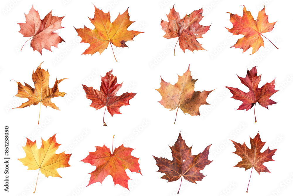 maple leaves in shades of red, orange, and yellow, forming a mesmerizing gradient of autumnal colors, isolated on white background maple leaves in shades of red, orange, and yellow, forming a mesmerizing gradient of autumnal colors, isolated on white background