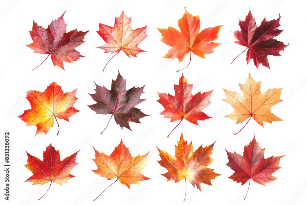 maple leaves in shades of red, orange, and yellow, forming a mesmerizing gradient of autumnal colors, isolated on white background maple leaves in shades of red, orange, and yellow, forming a mesmerizing gradient of autumnal colors, isolated on white background