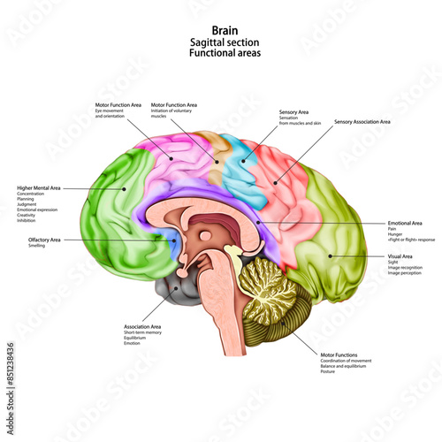 Human brain. Sagittal section. Medical didactic anatomy illustration with the name and description of functional areas. Vector 3d illustration isolated on white background.