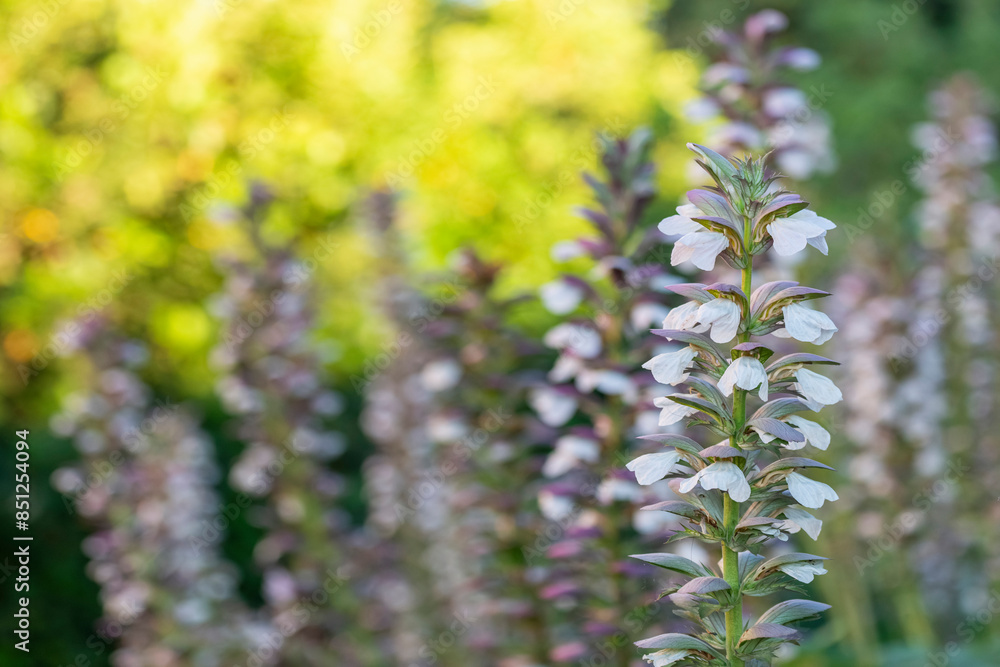 Obraz premium Gros plan sur des acanthes au printemps