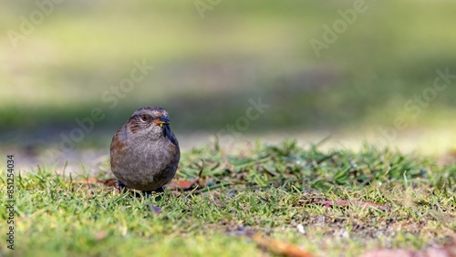 A close-up portrait of a foraging common introduced bird - Dunnock - Prunella modularis - foraging on the ground in a camping park in Queenstown, New Zealand photo