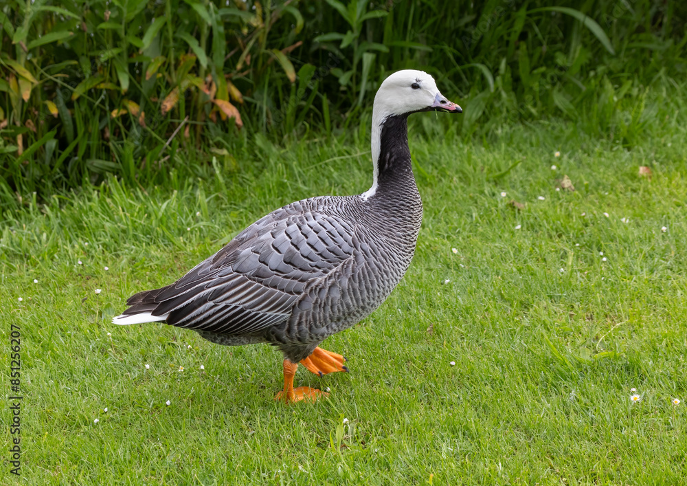 A full length portrait of an emperor goose, Anser canagicus, as it stands out of the water on the grass