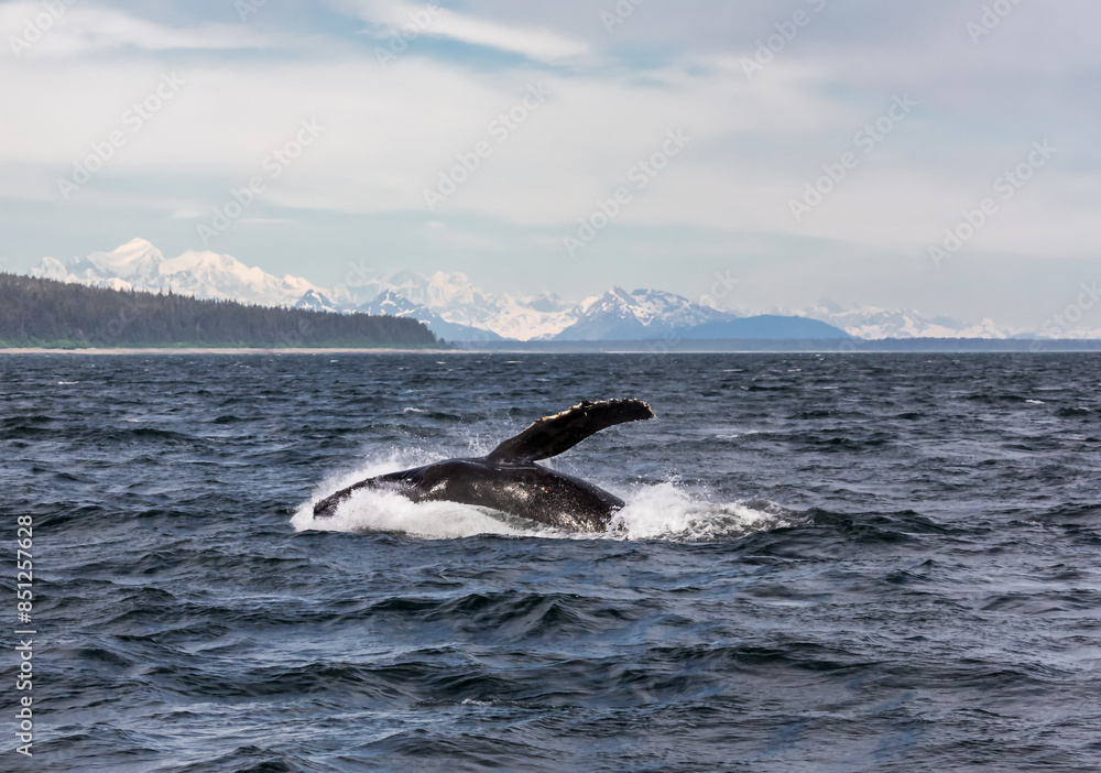 Fototapeta premium Large humpback whale splashing in deep ocean waves in Icy Strait Point in Alaska on a beautiful sunny summer day with wispy clouds.