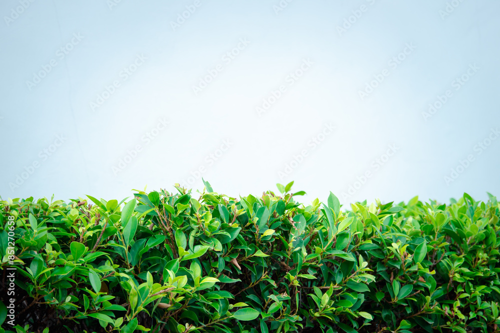 Fototapeta premium A lush green hedge with no leaves on it