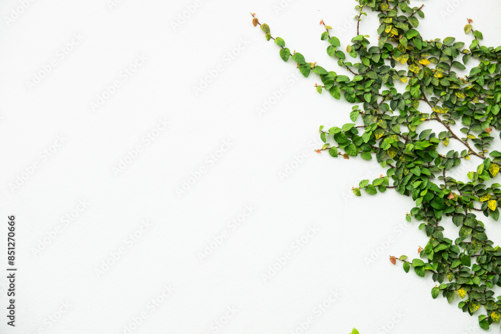 A white wall with green vines growing on it A white wall with green vines growing on it