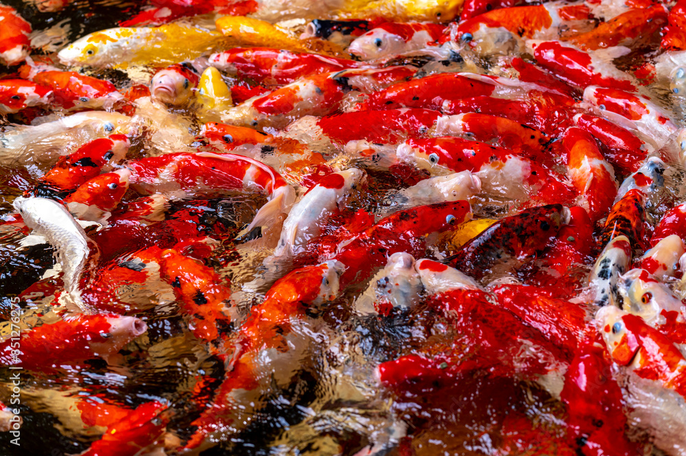 fish CARP fancy or koi in pond, japanese National animal