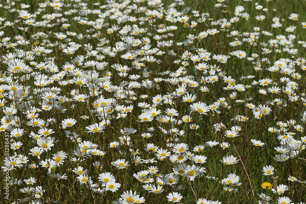 Fototapeta premium Many flowers of Leucanthemum vulgare (ox-eye daisy, oxeye daisy, dog daisy, marguerite). Family Asteraceae. On a field with grass. June, France.