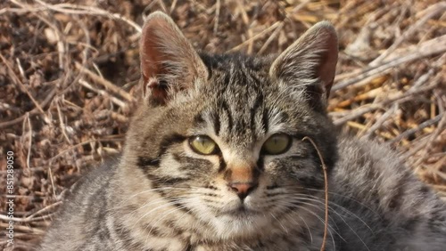 Wallpaper Mural 한국 야생 고양이 Torontodigital.ca