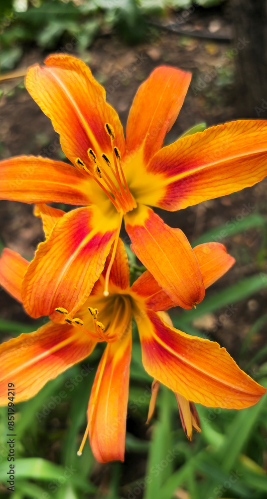 a yellow and orange flower with the number 3 on it
a yellow and orange flower with the number 3 on it