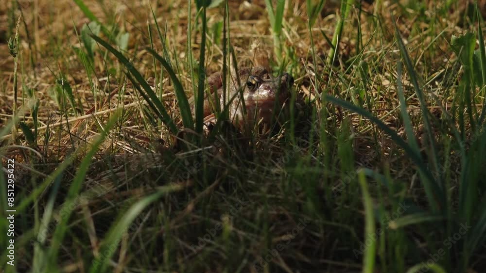 A brown frog sits on vibrant green grass, directly looking into the camera. The detailed close-up highlights the frog features and the fresh greenery surrounding it, creating a charming and natural A brown frog sits on vibrant green grass, directly looking into the camera. The detailed close-up highlights the frog features and the fresh greenery surrounding it, creating a charming and natural