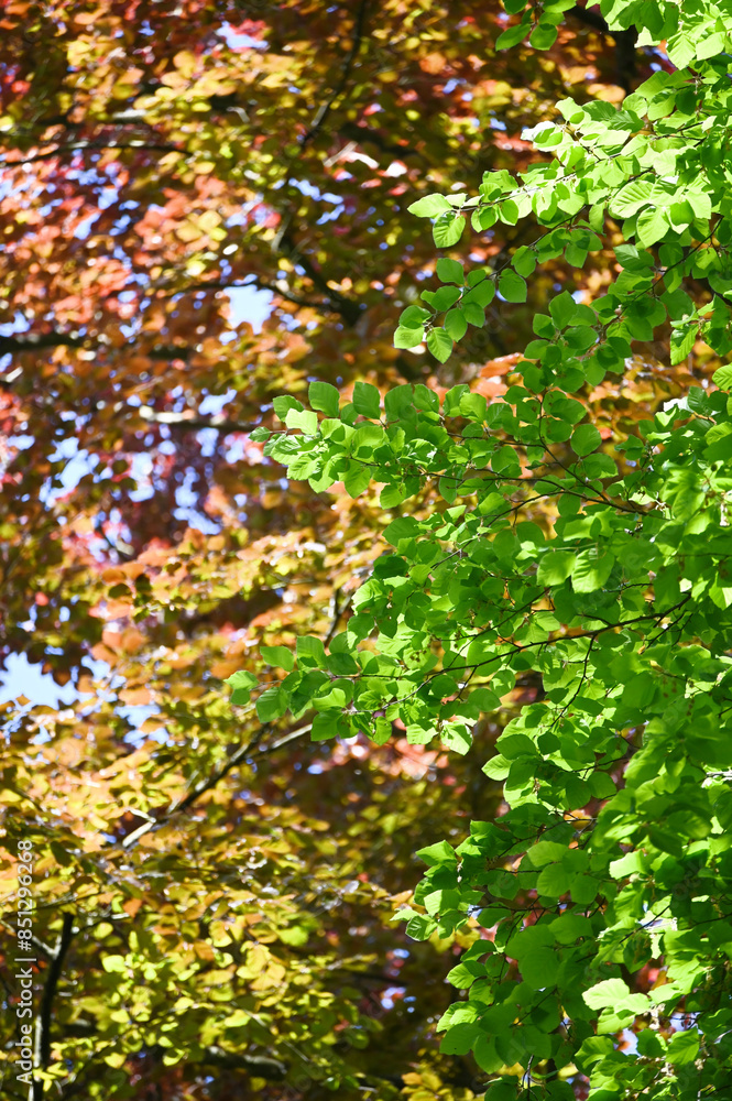 Green leaves in the forest. Lush foliage in the sunlight. Beautiful forest scene, bottom view. Background cover page. Ecology or greenery wallpaper. Green leaves in the forest. Lush foliage in the sunlight. Beautiful forest scene, bottom view. Background cover page. Ecology or greenery wallpaper.