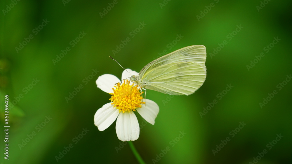 White butterfly is sucking nectar from flowers on a sunny day White butterfly is sucking nectar from flowers on a sunny day