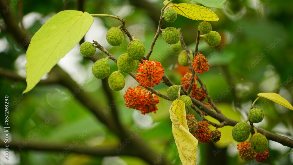 Close-up of the fruit of the Broussonetia papyrifera tree Close-up of the fruit of the Broussonetia papyrifera tree