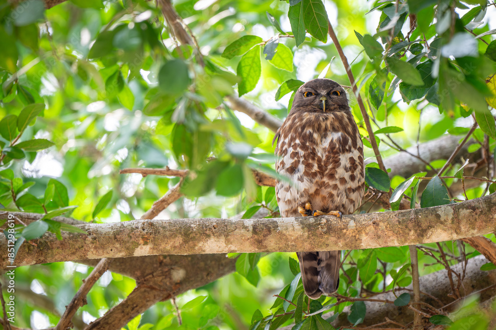 Brown Boobook or Brown Hawk-owl bird sits on a branch Brown Boobook or Brown Hawk-owl bird sits on a branch