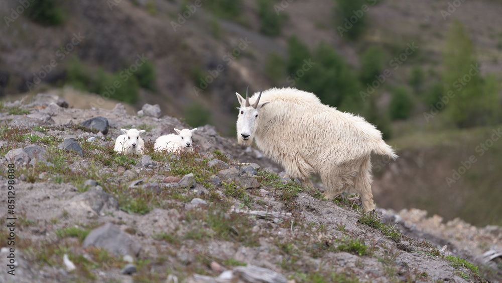 Fototapeta premium mt st helens mountain goats
