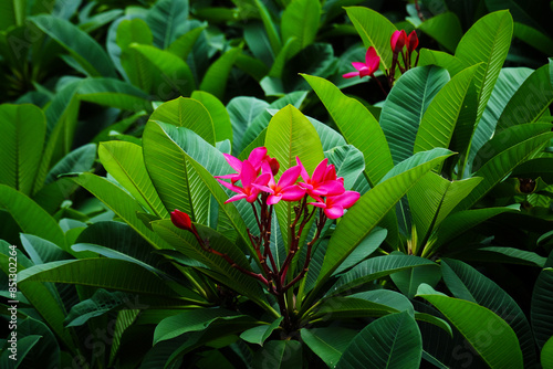 Red frangipani flowers with bright green leaves