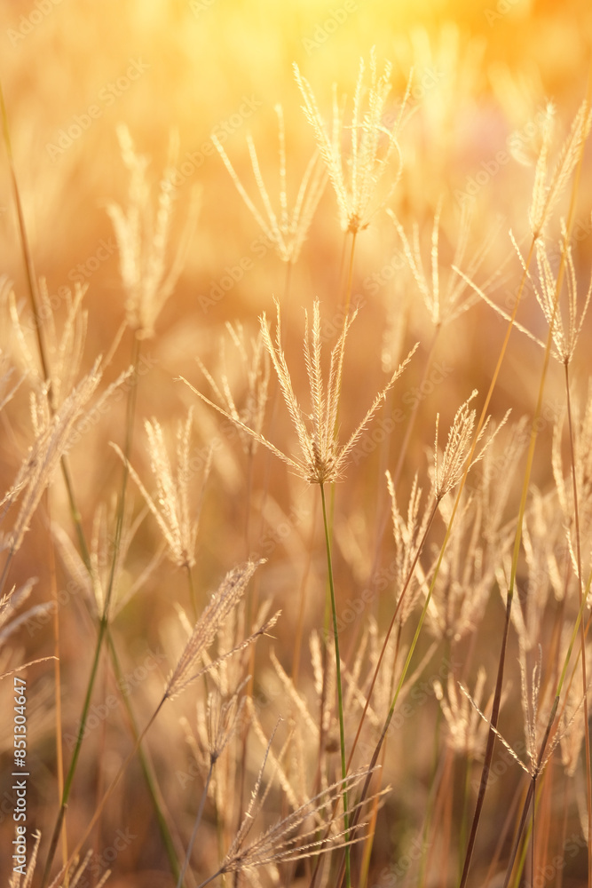 Grass and meadow with light from the sun Grass and meadow with light from the sun