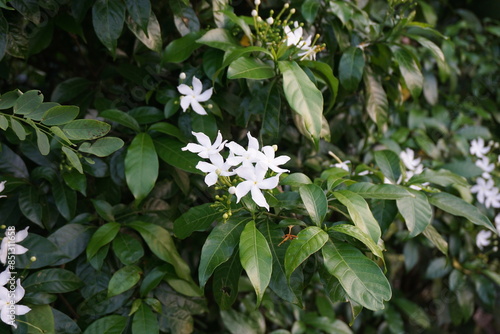 A bunch of white pinwheel jasmine flowers blooming on the tree, Wild pinwheel jasmine flowers growing in the garden, Blooming white pinwheel jasmine flowers