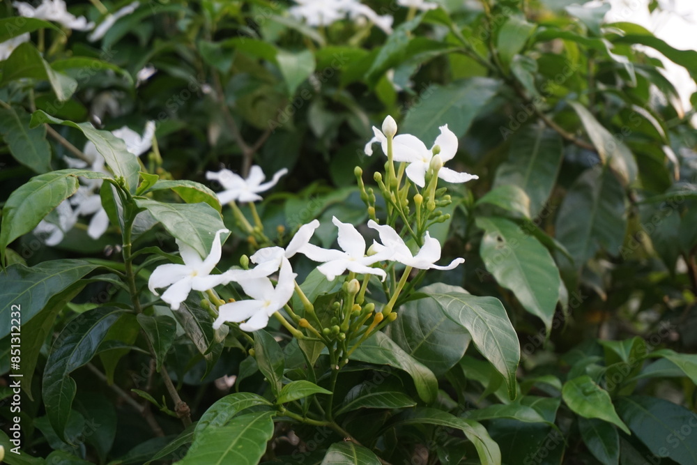 A bunch of white pinwheel jasmine flowers blooming on the tree, Wild pinwheel jasmine flowers growing in the garden, Blooming white pinwheel jasmine flowers A bunch of white pinwheel jasmine flowers blooming on the tree, Wild pinwheel jasmine flowers growing in the garden, Blooming white pinwheel jasmine flowers