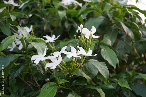 A bunch of white pinwheel jasmine flowers blooming on the tree, Wild pinwheel jasmine flowers growing in the garden, Blooming white pinwheel jasmine flowers