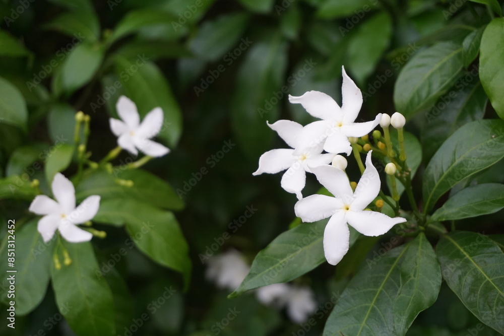 A bunch of white pinwheel jasmine flowers blooming on the tree, Wild pinwheel jasmine flowers growing in the garden, Blooming white pinwheel jasmine flowers A bunch of white pinwheel jasmine flowers blooming on the tree, Wild pinwheel jasmine flowers growing in the garden, Blooming white pinwheel jasmine flowers