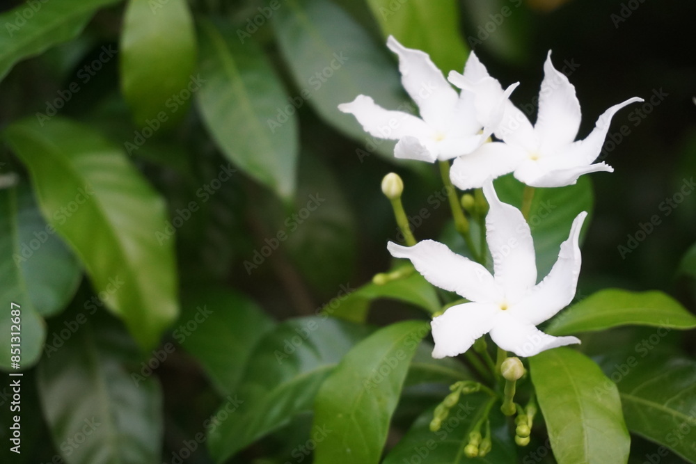 A bunch of wild pinwheel jasmine blooming in the wild, White pinwheel jasmine flowers blooming, Blooming white pinwheel jasmine on the garden A bunch of wild pinwheel jasmine blooming in the wild, White pinwheel jasmine flowers blooming, Blooming white pinwheel jasmine on the garden