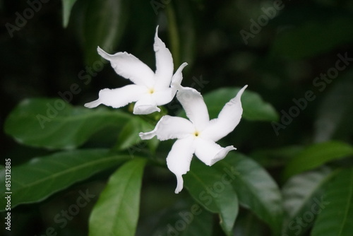 A bunch of wild pinwheel jasmine blooming in the wild, White pinwheel jasmine flowers blooming, Blooming white pinwheel jasmine on the garden photo