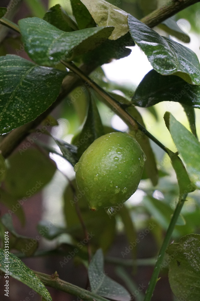 Fresh lemon on a tree hanging, Green lemon cultivation in lemon garden, green unripe lemon on a tree branch with leaves Fresh lemon on a tree hanging, Green lemon cultivation in lemon garden, green unripe lemon on a tree branch with leaves