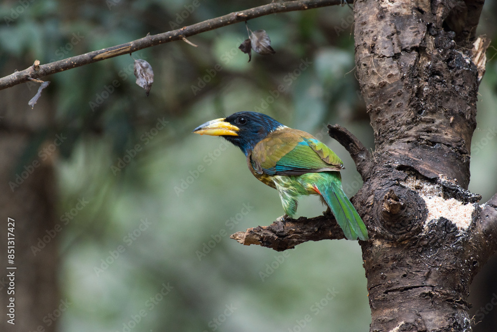 Great barbet bird perched on a branch with use of selective focus Great barbet bird perched on a branch with use of selective focus