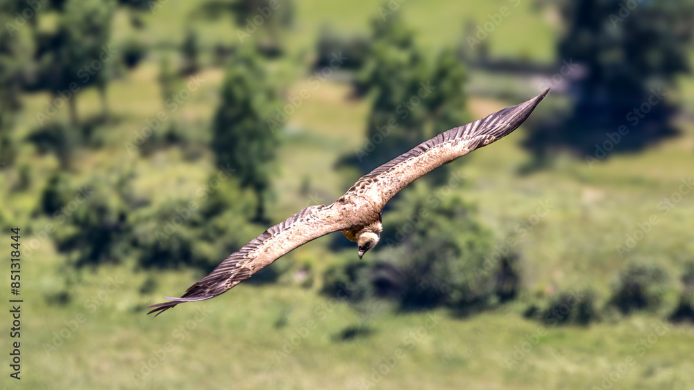 Griffon vulture in flight around Caire rock, Provence Griffon vulture in flight around Caire rock, Provence
