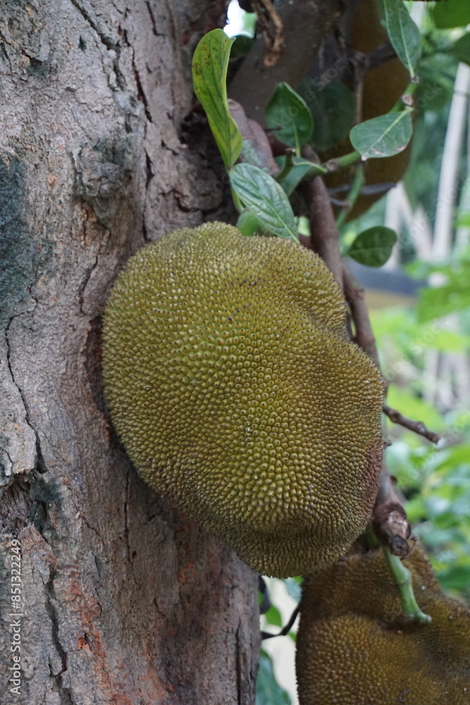 A bunch of jackfruit hanging on the tree, Closeup shot of growing jackfruit, tropical jackfruit farming A bunch of jackfruit hanging on the tree, Closeup shot of growing jackfruit, tropical jackfruit farming