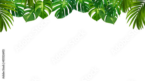 monstera leaves frame isolated