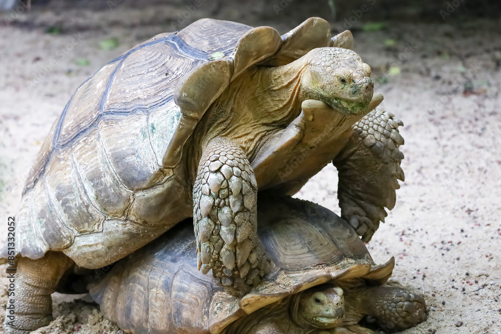 Naklejka premium Sulcata tortoise in the garden at thailand