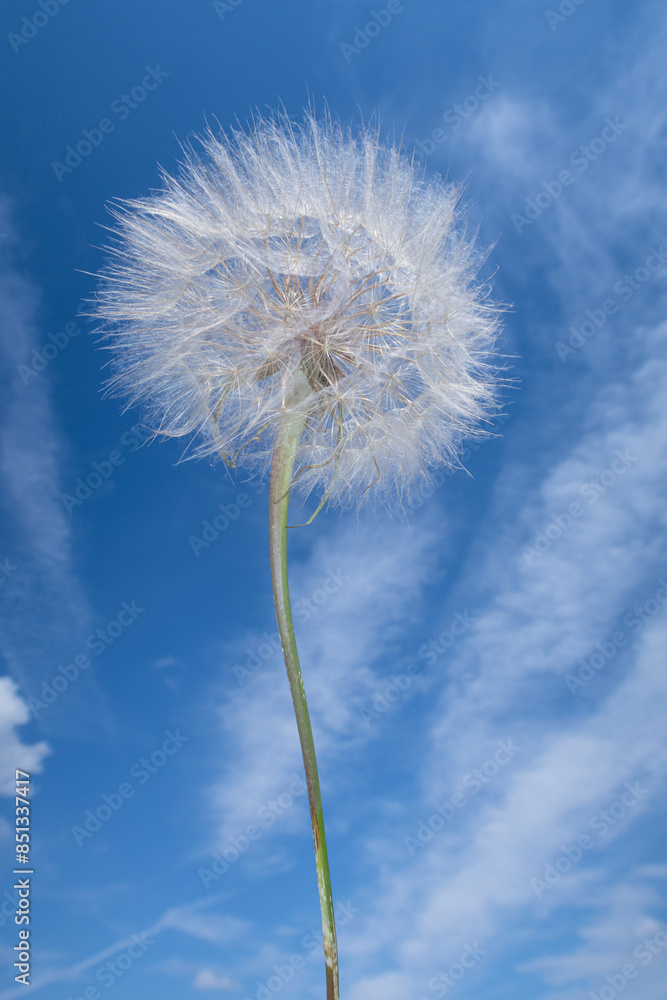 Tragopogon porrifolius Oyster Plant Salsify flower