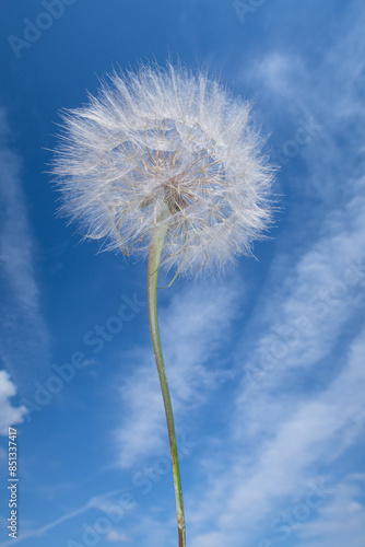 Obraz na płótnie Tragopogon porrifolius Oyster Plant Salsify flower w salonie