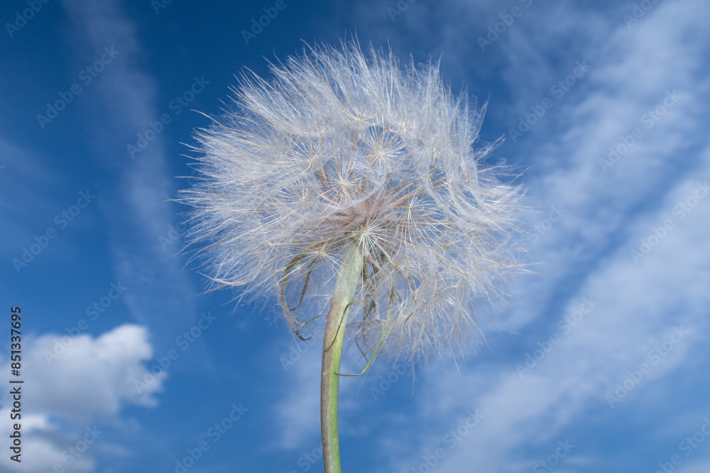 Tragopogon porrifolius Oyster Plant Salsify flower