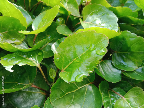 Polyscias scutellaria, commonly known as the shield aralia or the umbrella tree, is a tropical shrub or small tree reaching 2–6 meters in height. Green leaf with drops of water.  photo