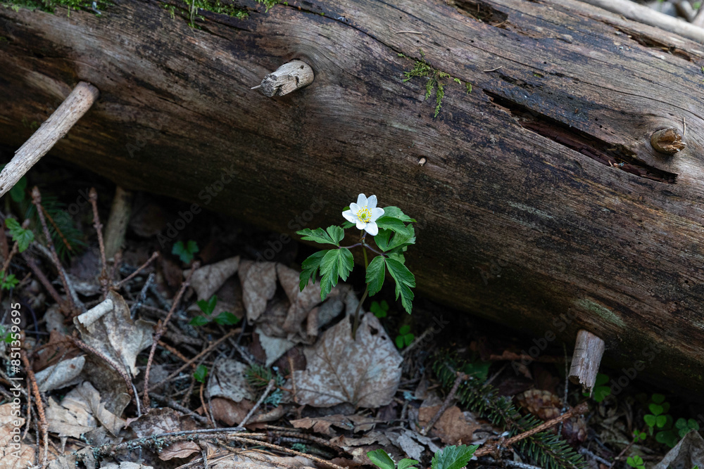 Fototapeta premium a small white flower under an old log