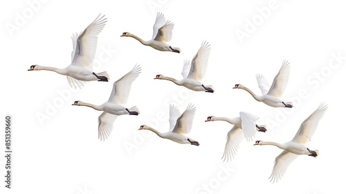 Aerial View of a Flocks of Swans Isolated on White Background, Detailed, PNG