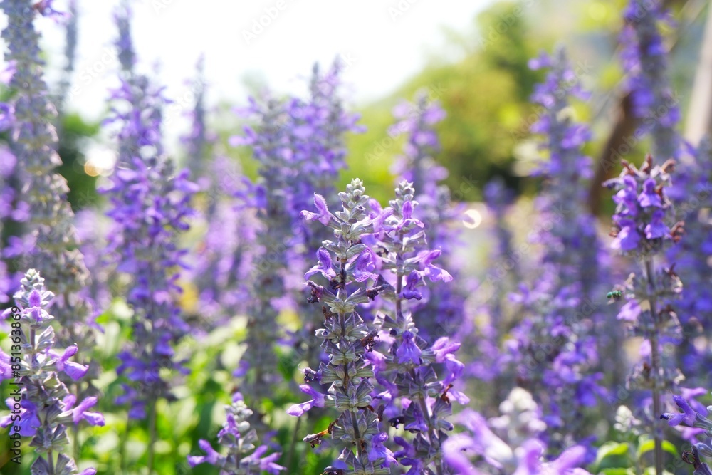 Obraz premium Soft focus of beautiful violet flower field named salvia farinacea, beautiful flower background