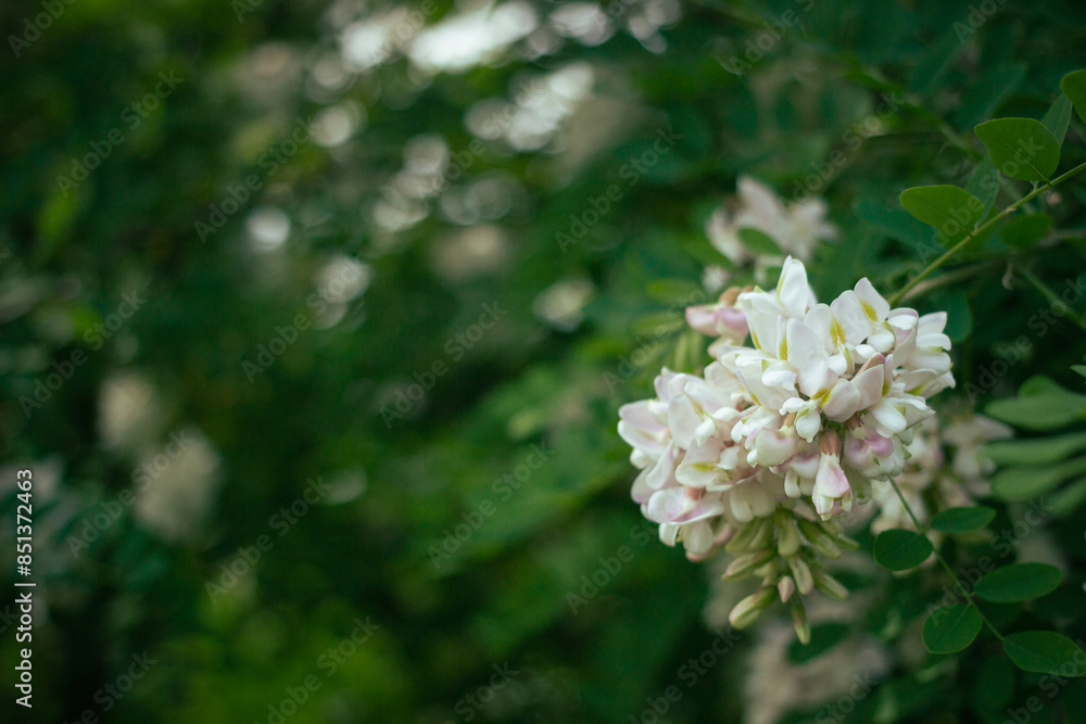 White flower locust blooming in the city peak spring urban scene decorative tree White flower locust blooming in the city peak spring urban scene decorative tree