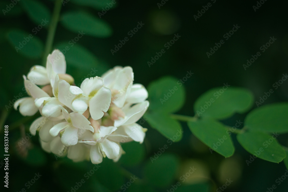 White flower locust blooming in the city peak spring urban scene decorative tree White flower locust blooming in the city peak spring urban scene decorative tree