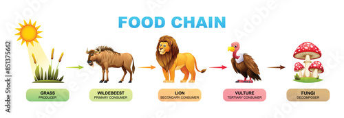 Food chain vector cartoon illustration showing grass, wildebeest, lion, vulture, and fungi